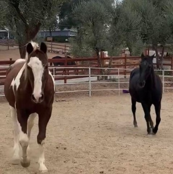 equuskisser